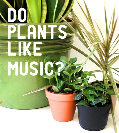 Do Plants Like Music? And Can They Dance to the Beat?