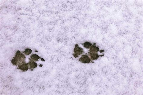 What Does a Fox Print Look Like? And Why Do They Always Seem to Disappear in the Snow?